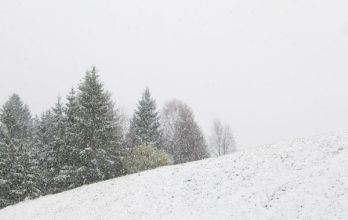 Spółka świadczy usługi organizacji polowań dla myśliwych zagranicznych w obwodach kół łowieckich na terenie Polski