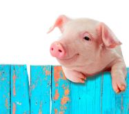 Ruszyła rządowa pomoc finansowa dla producentów świń 