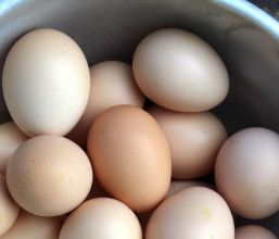 Polska wylęgarnia drobiu będąca rolnikiem ryczałtowym, niebędącym płatnikiem VAT, chce zakupić jaja wylęgowe w Niemczech.